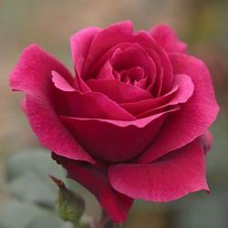 User Profile: charmingBeechwood738