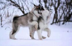 User Profile: GentleLoneWolf