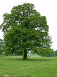User Profile: PureOak