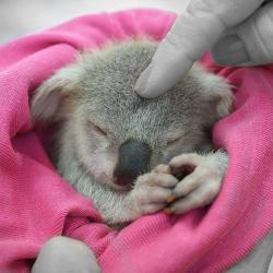Profile: QuietKoala
