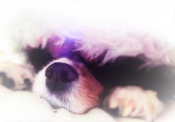 User Profile: Tillyalf427