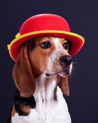 User Profile: BellsandWhistles