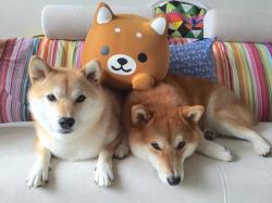 User Profile: LittleUnipillow