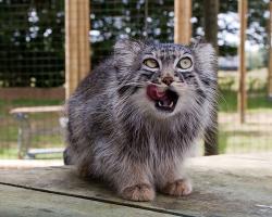 User Profile: quirkykitty