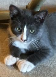 User Profile: HardWorkingKitten2002