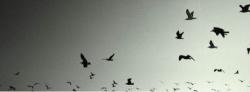 Profile: Warda971