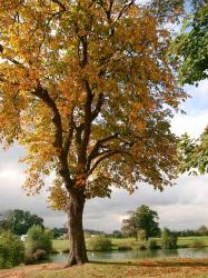 User Profile: yellowChestnut6260
