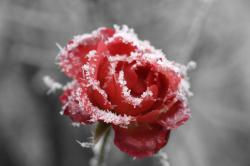 User Profile: RedRose123