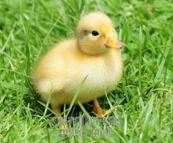 User Profile: LittleDuck1994