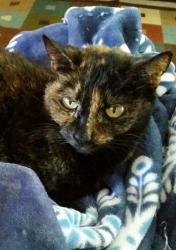 User Profile: DragonclawSappho