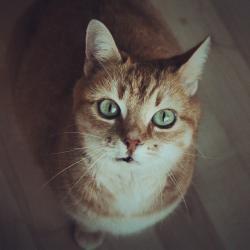 User Profile: Lellite