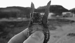 User Profile: singingturtle
