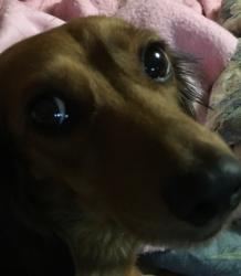 User Profile: Shylo