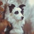 User Profile: wolfhunter