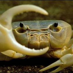 User Profile: Crabface