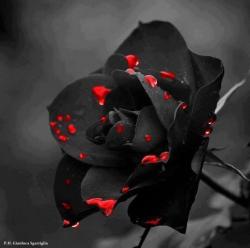 User Profile: theblackenedrose