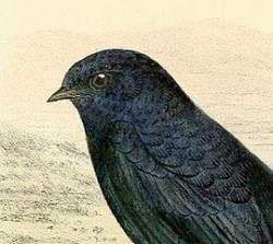 Profile: blueswallow