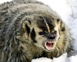 User Profile: angrybadger