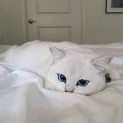 User Profile: Lightningwolf99