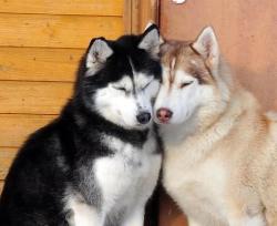 User Profile: NerdyHusky
