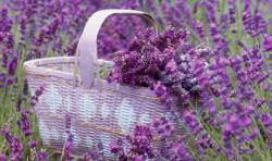 User Profile: LavenderSunnySummer