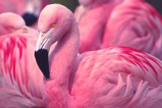 User Profile: FlamingosWearLipstick