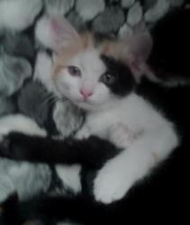 User Profile: MazikeenKitty