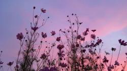 User Profile: sleeplessbeauty