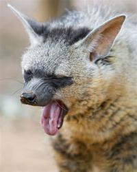 User Profile: LittleAardwolf