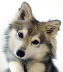 User Profile: Pawfae