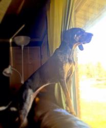 User Profile: presleydog
