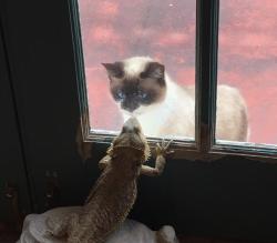 User Profile: ArtieKitten