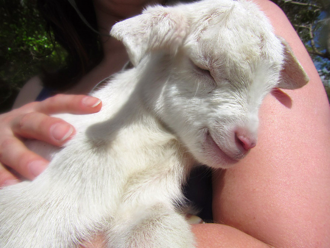 User Profile: Happy4Goats