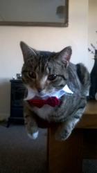User Profile: rizzlekitties