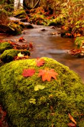 User Profile: LeafandStream