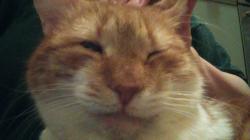 User Profile: JenNcats