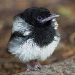 User Profile: WorriedMagpie