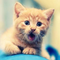 User Profile: Kiwikitty350
