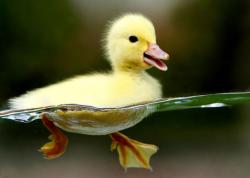 User Profile: startledduck