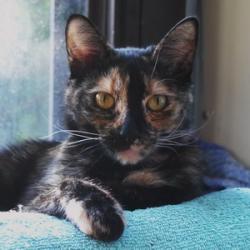 User Profile: azureKitten4141