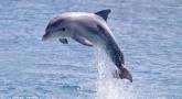 User Profile: DolphinMegz