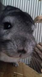 User Profile: MagicChinchilla