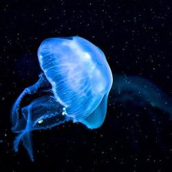 User Profile: BlueJellyFish