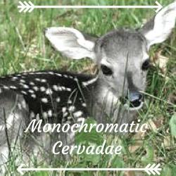 User Profile: MonochromaticCervidae
