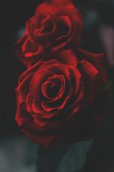 User Profile: TealGalore