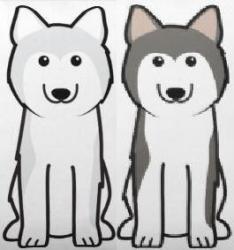 User Profile: huskyPOWER