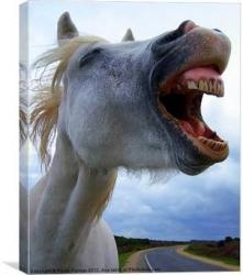 User Profile: joyfulhorse