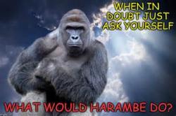 User Profile: HarambeDiedForThis