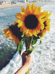 User Profile: untournesol