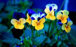 User Profile: Shyflower2000